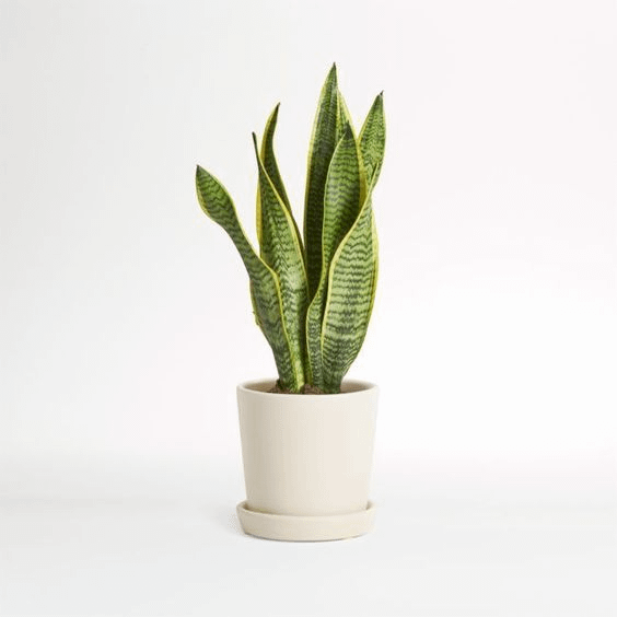 Snake Plant