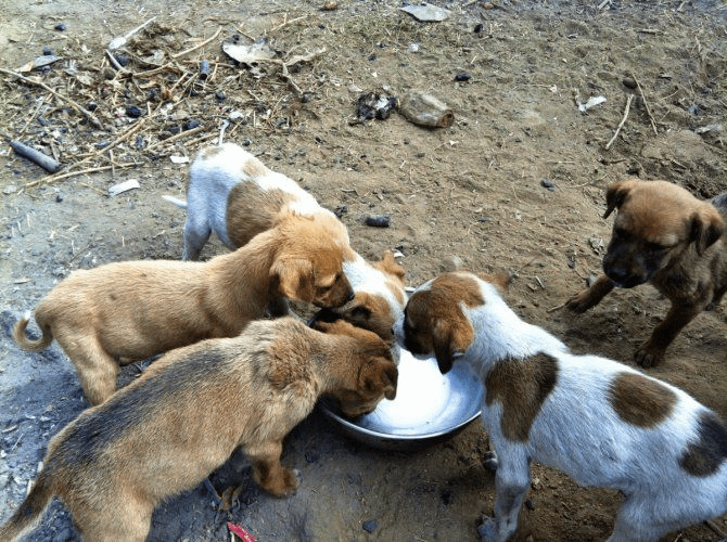 Help GARF in rescuing street animals