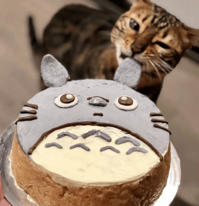 Salmon and Sweet Potato Cake