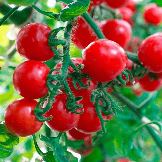 Cherry tomato Red