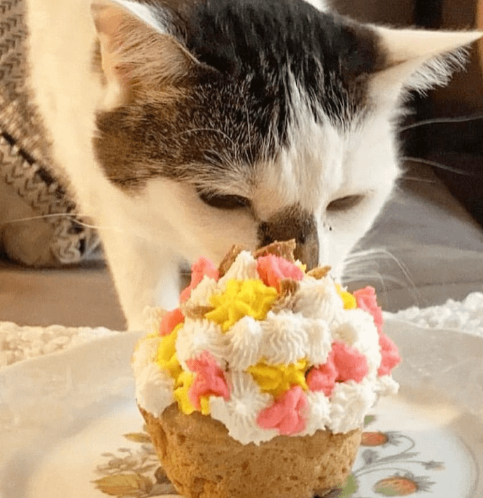 Chicken Cupcakes (Box of 4) 