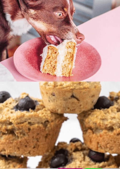Pet Baking Workshop