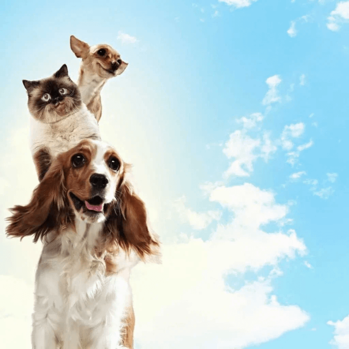 Rustam Bagh Layout Dog Day Care Facility- 560017