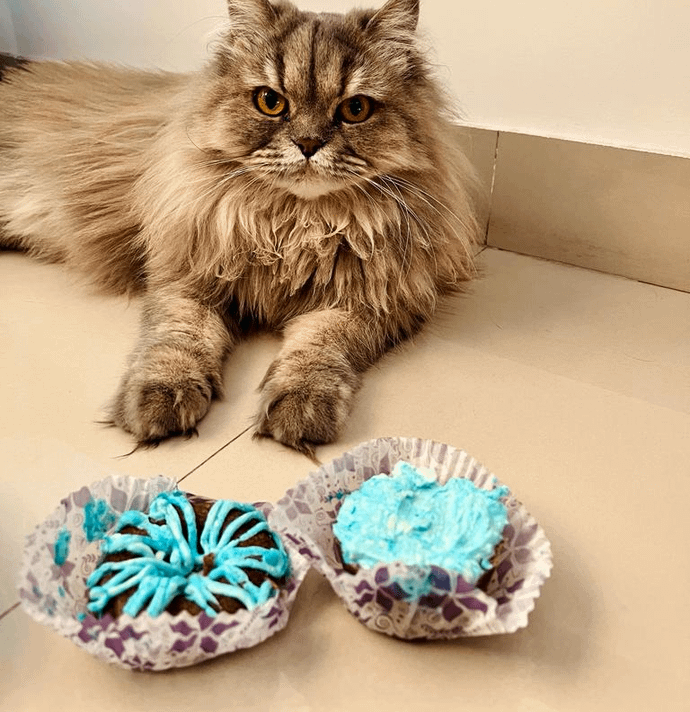 Oats & Chicken Gluten Free Cupcakes (Box of 6)