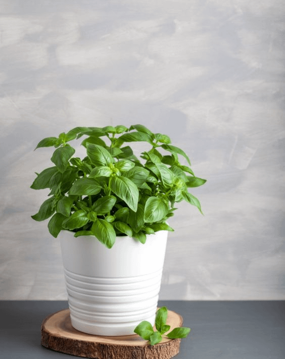 Basil Plant