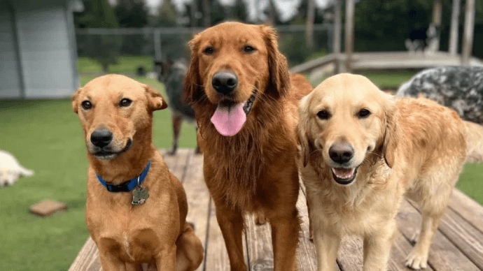 Malviya Nagar Pet Retreat - 110017