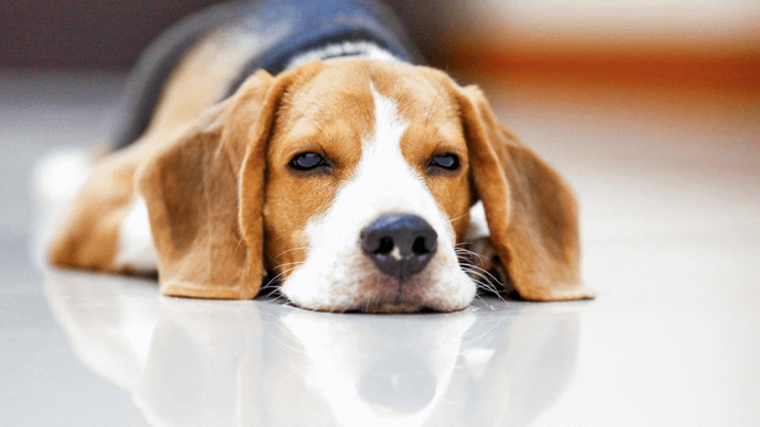  New Alipore Dog Care- 700053