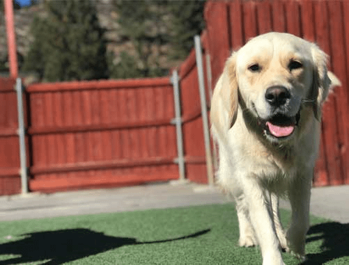 Dwarka Pet Accomodation Services- 110075