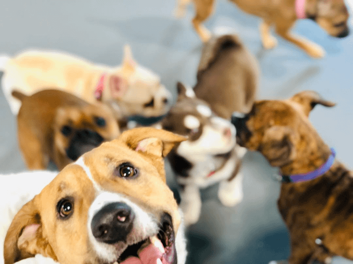 Bananshankari Dog Kennel-  560061)