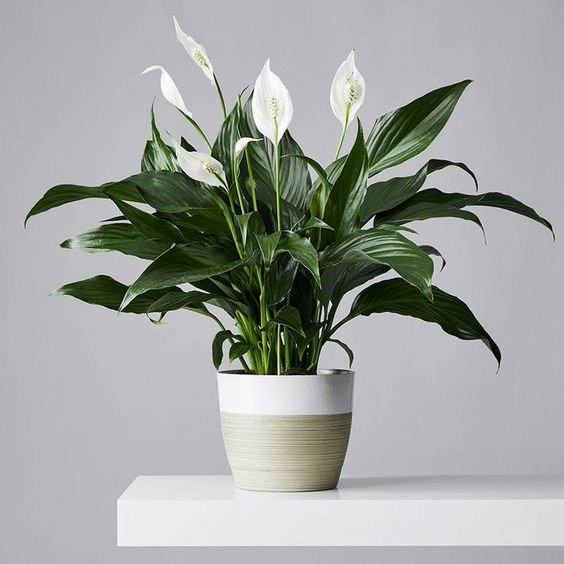 Spathyphyllum (Peace Lily)