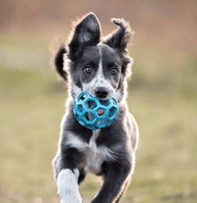 Ghorpadi Dog Boarding and Daycare- 411001