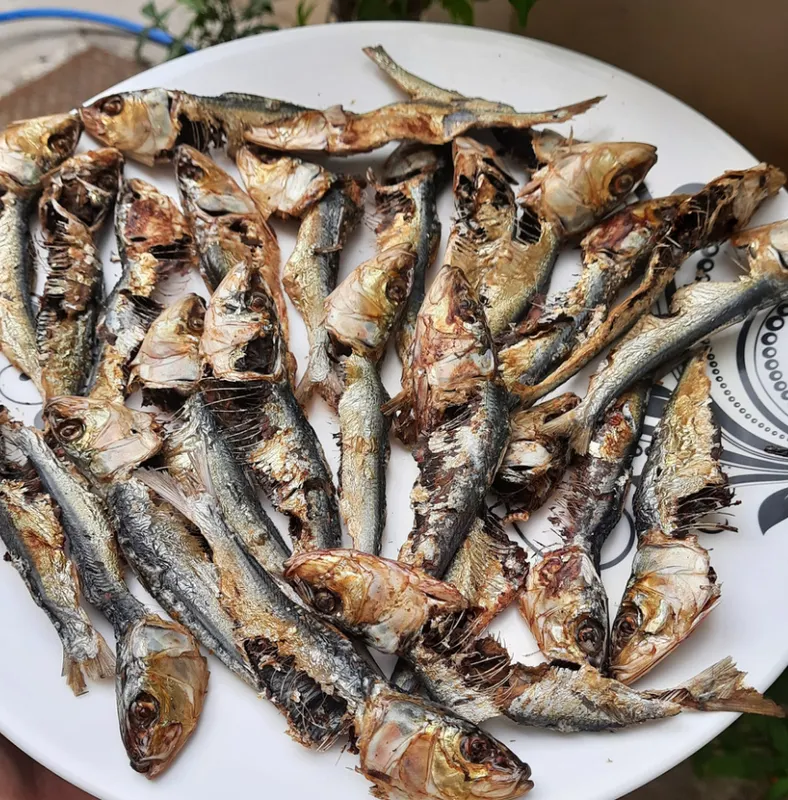 Sardine 