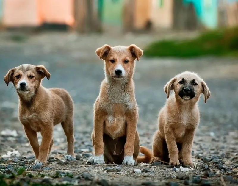 Adopt a fur baby