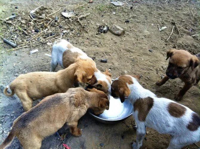 Help GARF in rescuing street animals