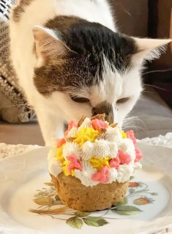 Chicken Cupcakes (Box of 4) 