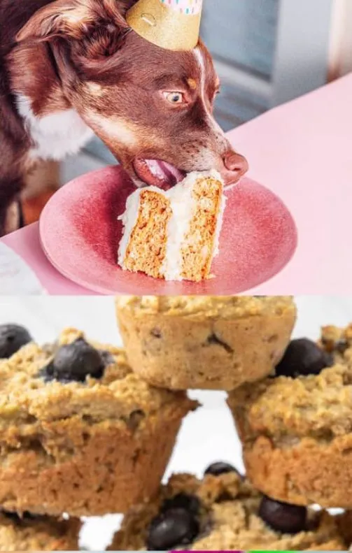 Pet Baking Workshop
