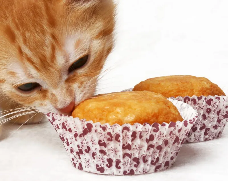 Tuna Cupcakes ( Box of 4)