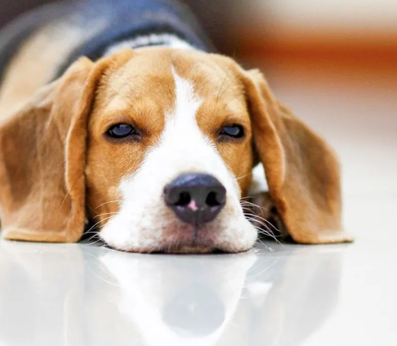 New Alipore Dog Care- 700053