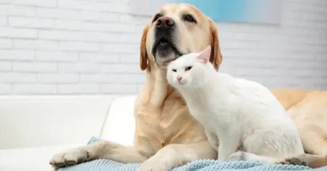 Jan bazar, Taltala Dog Boarding and Daycare - 700014