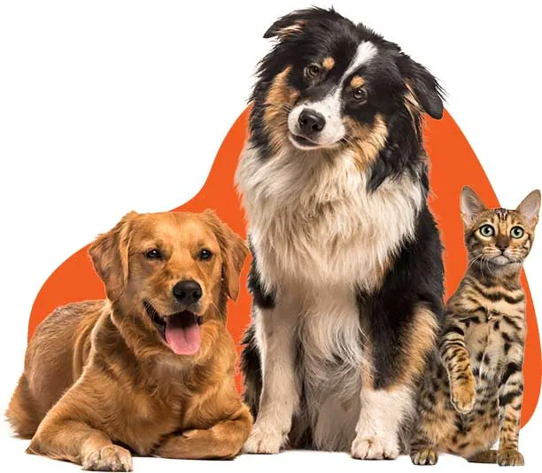 Powai Pet Boarding Centre- 400072