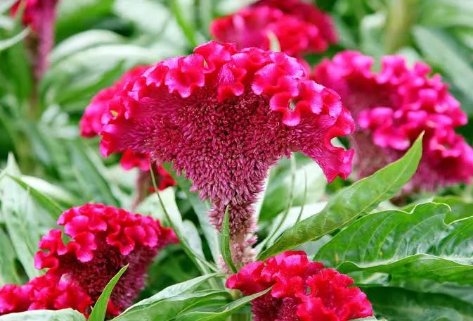 Flower seeds combo