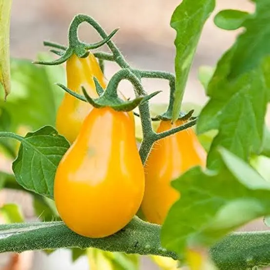 Cherry tomato yellow seed kit