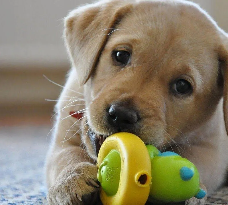 Magarpatta, Hadapsar Pet DayCare- 411028