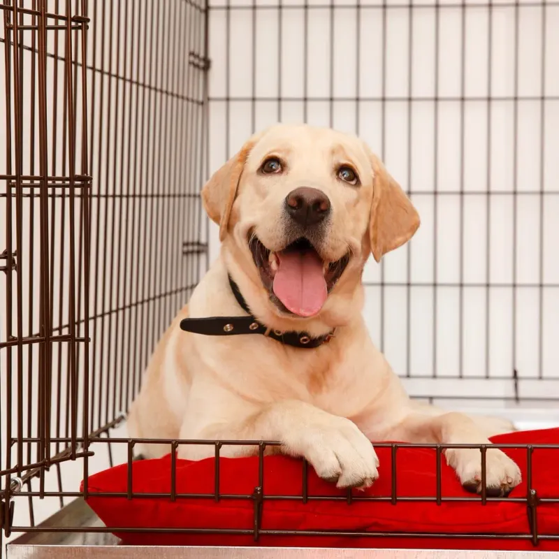 Bijwasan, New Delhi Pet Sitting -110061