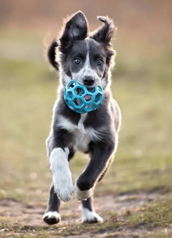 Ghorpadi Dog Boarding and Daycare- 411001