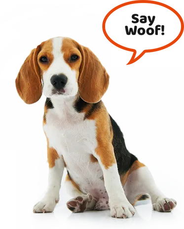 Shivaji Chowk Pet Day Care and Boardinng - 400057