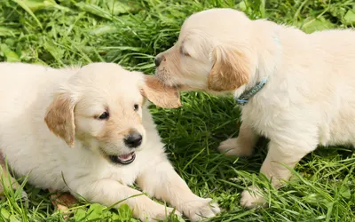 Khandve Nagr Pet Kennel- 411047